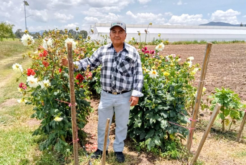 Investigadores de la UAEH impulsan proyecto para preservar la riqueza genética de la dalia, flor nacional de México