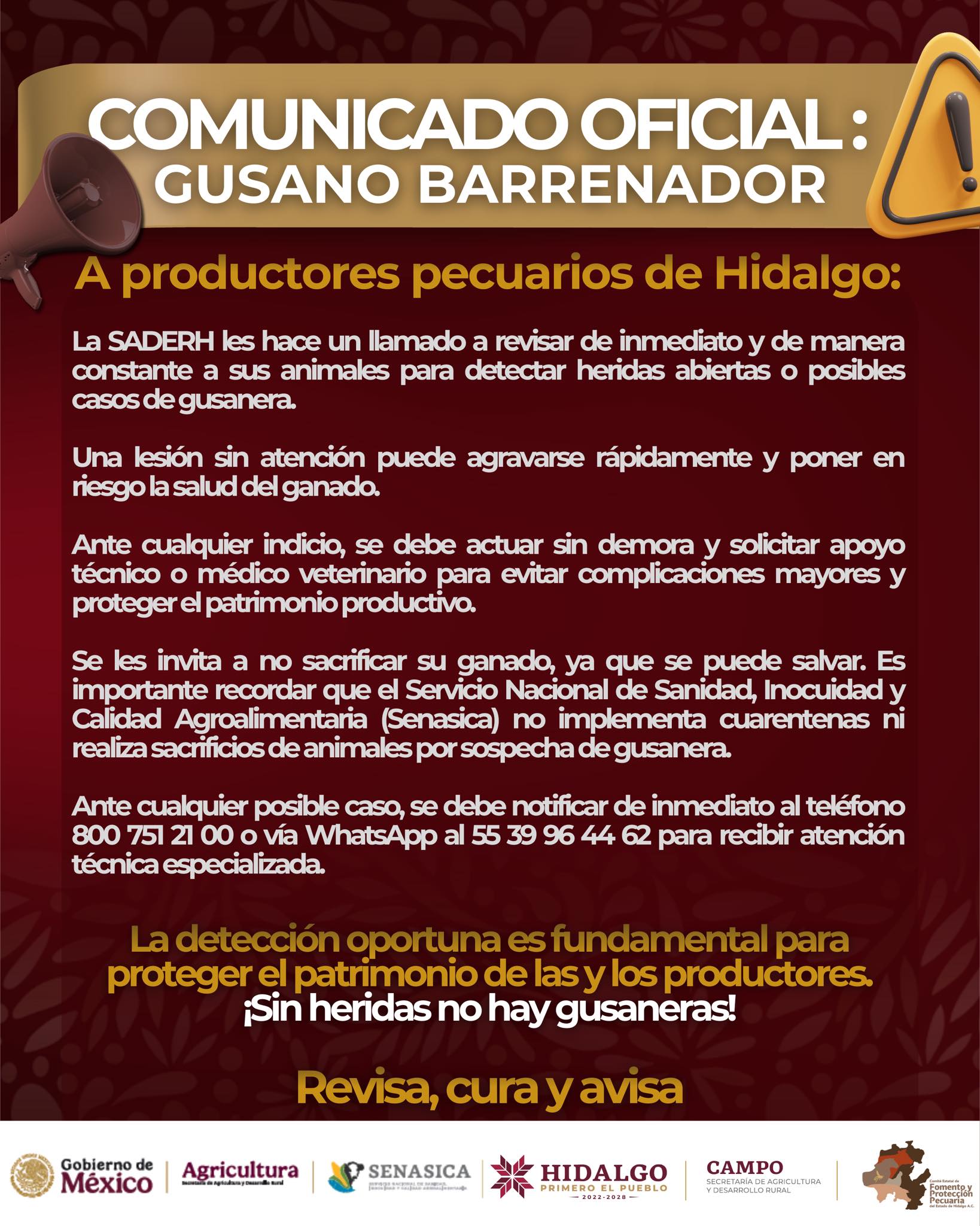 Alertan a productores de Hidalgo sobre riesgo de gusano barrenador en el ganado